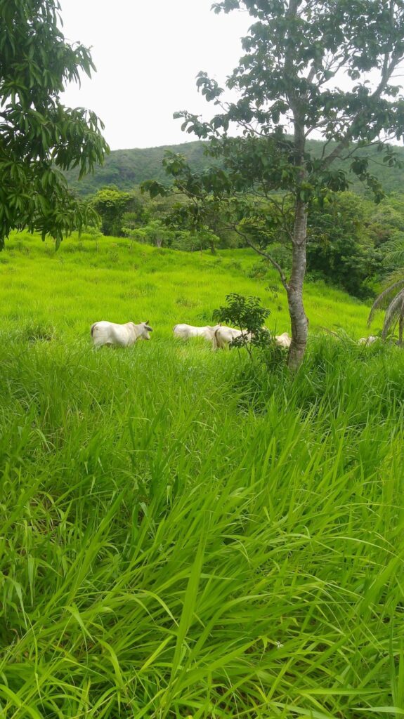 50 Hectares of farm property for sale