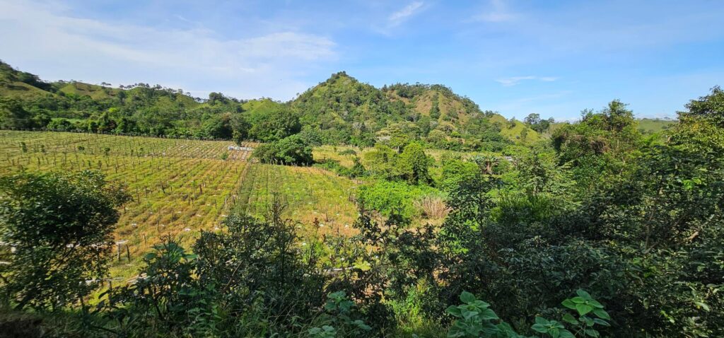 Finca - Cañas Blancas