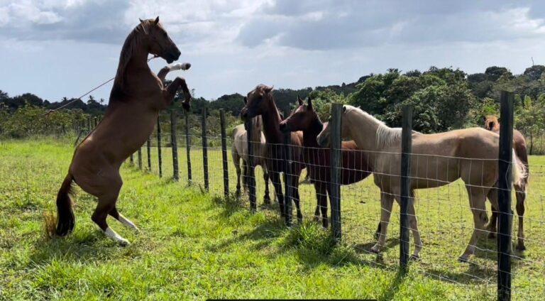 Finca En Venta