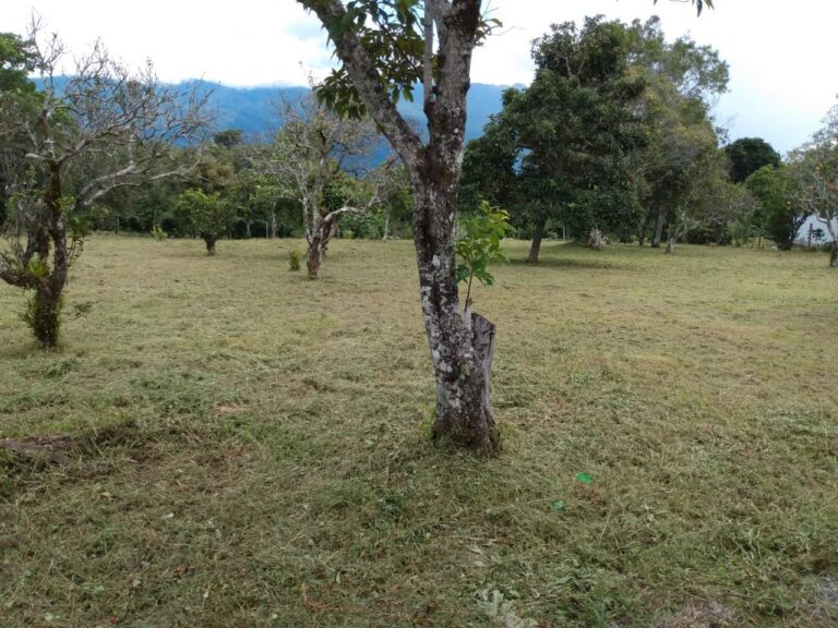 Flat Lot for Sale in Volcancito