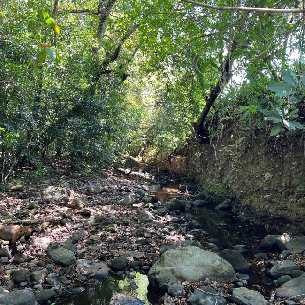 FINCA EN EL HIGO DE COCHEA