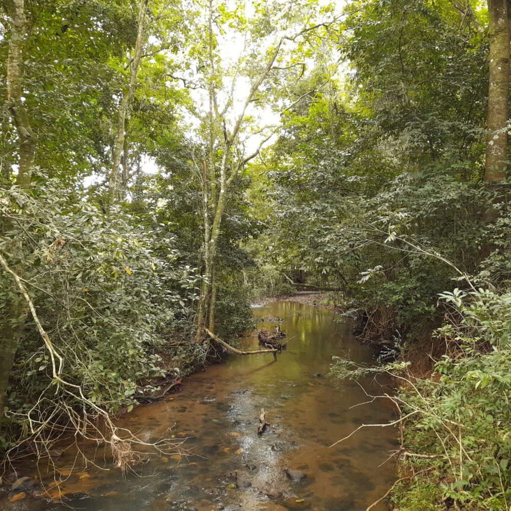 Finca-En-Venta-Finca-Boquete-Panama-10