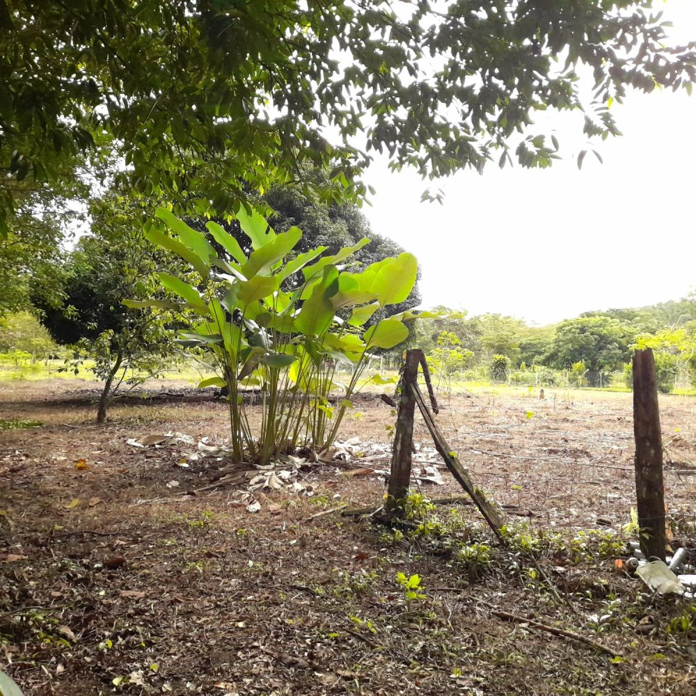 Finca-En-Venta-Finca-Boquete-Panama-15