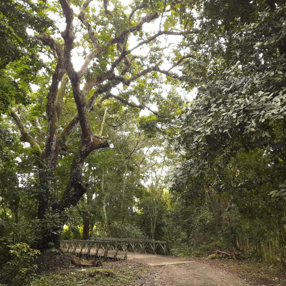 Finca-En-Venta-Finca-Boquete-Panama-9