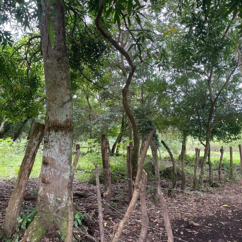 Lote en Las Cañas