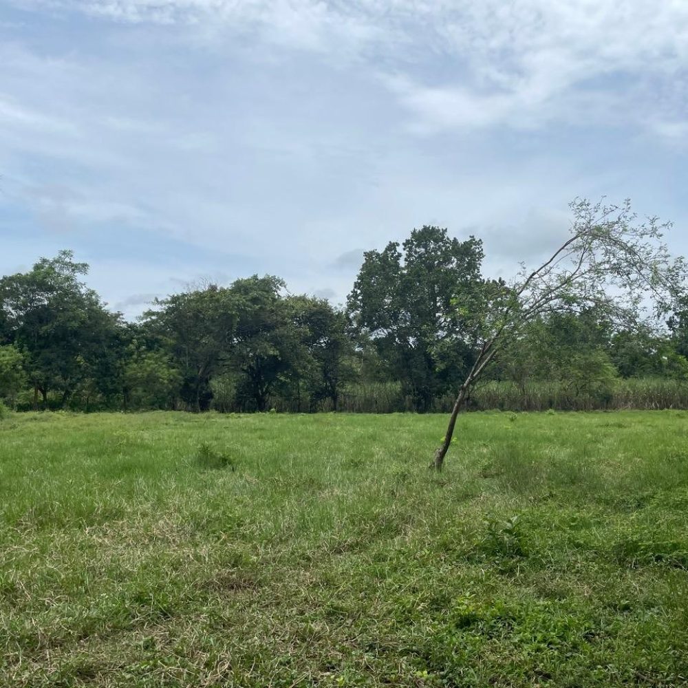 Finca-En-Venta-Lote-en-Las-Canas-Dolega-Panama-4