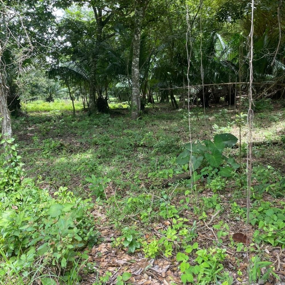 Finca-En-Venta-Lote-en-Las-Canas-Dolega-Panama-5