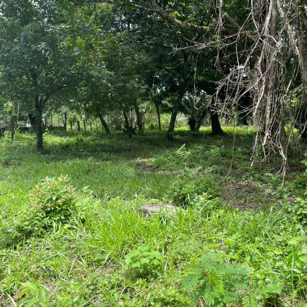 Finca-En-Venta-Lote-en-Las-Canas-Dolega-Panama-6