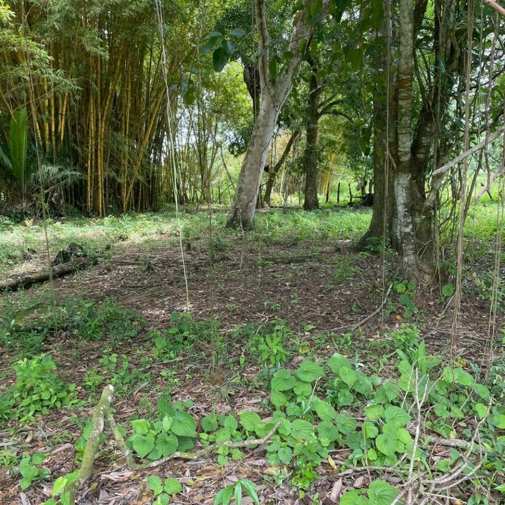 Finca-En-Venta-Lote-en-Las-Canas-Dolega-Panama-7