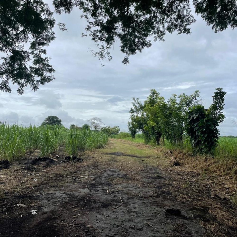 Se Vende Finca en El Tejar de Alanje