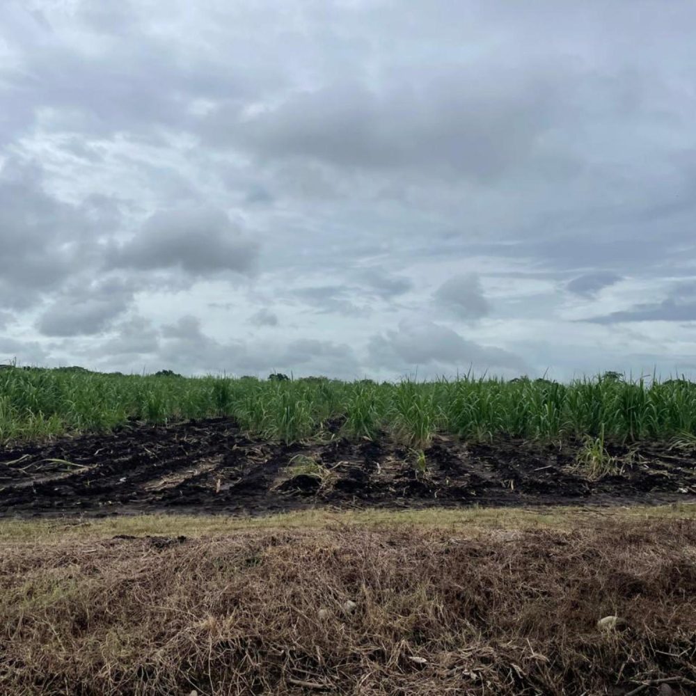 Finca-En-Venta-Se-Vende-Finca-en-El-Tejar-de-Alanje-Alanje-Panama-4