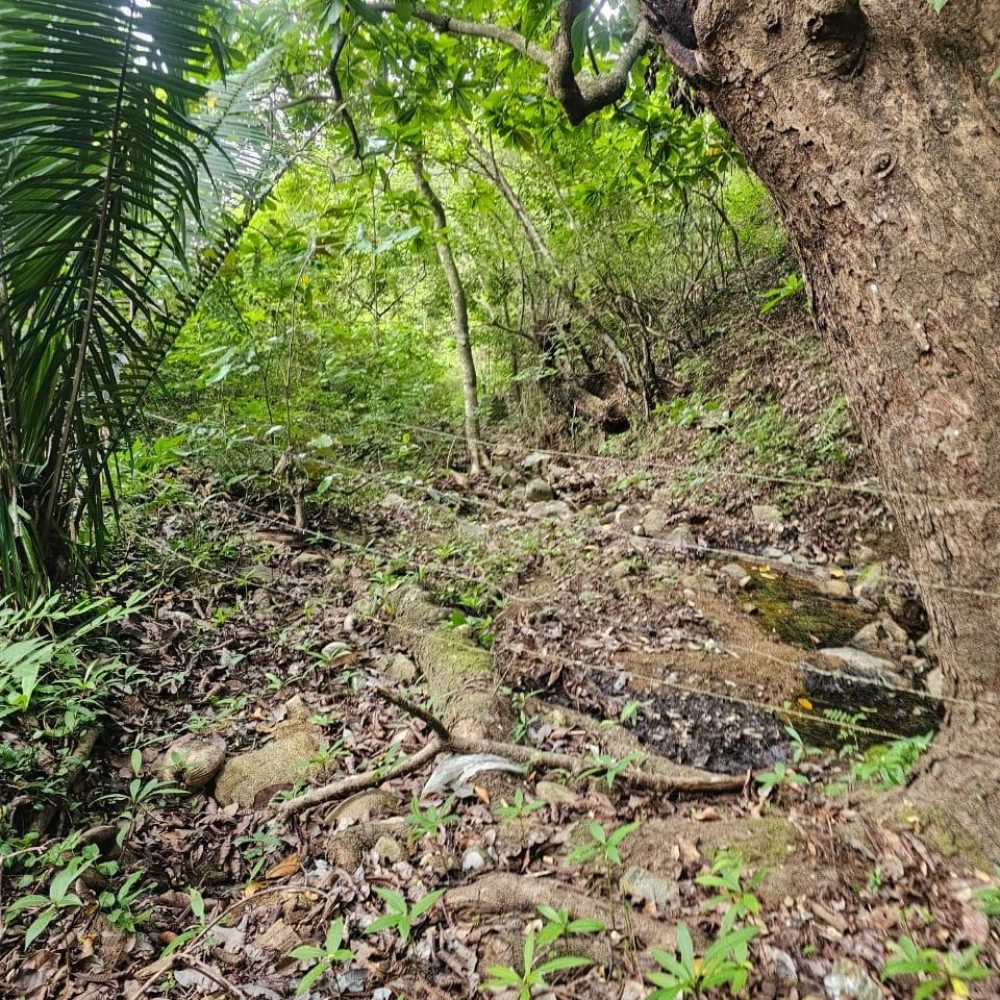 Finca-En-Venta-Venta-de-Finca-en-El-Harino-La-Pintada-El-Harino-Panama-5