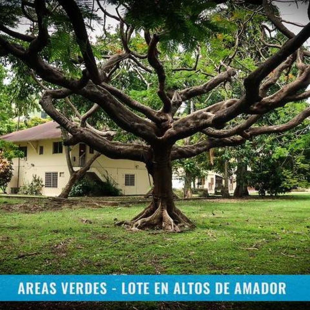 LOTE-EN-ALTOS-DE-AMADOR-CON-VIVIENDA-DE-DOS-NIVELES-10