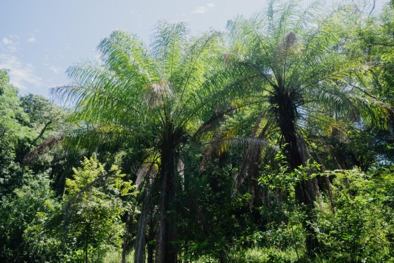 Expansive land for Sale in Las Lomas