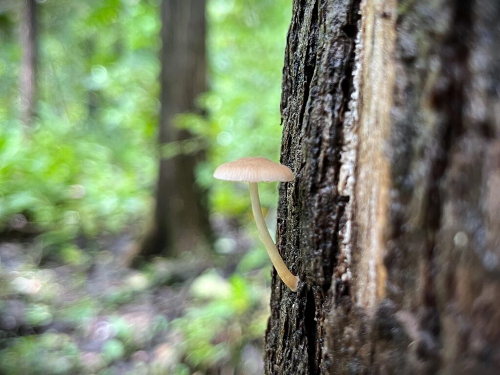 Chiriqui