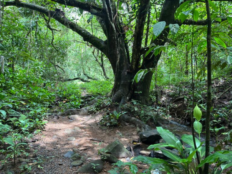 Finca En Venta