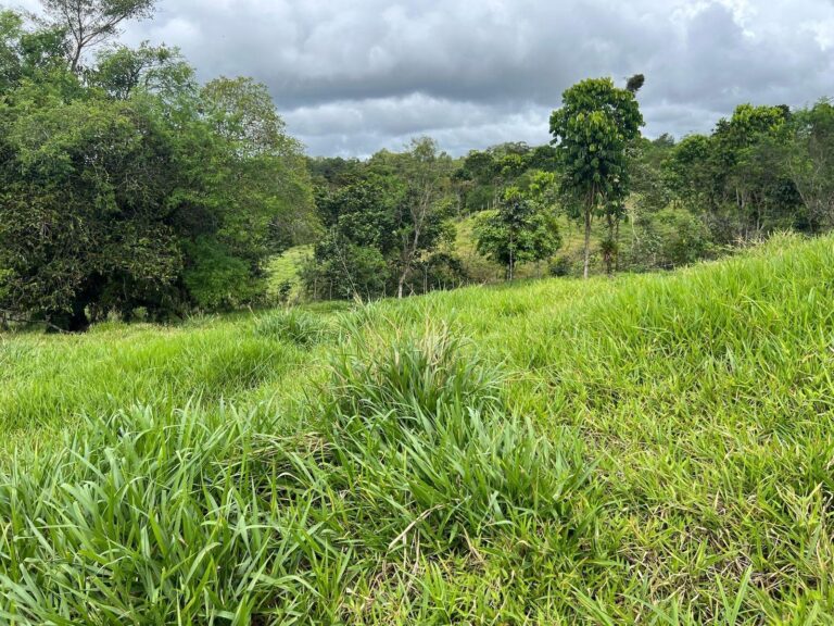 Finca Santa Rosa 4.5 hect. Bugaba
