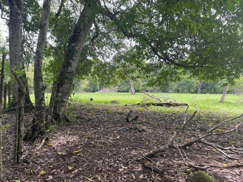 Chiriqui