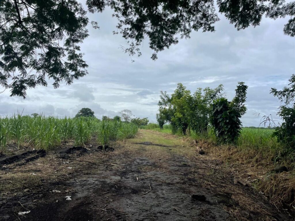 Se Vende Finca en El Tejar de Alanje