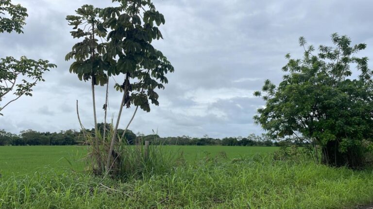 Chiriqui