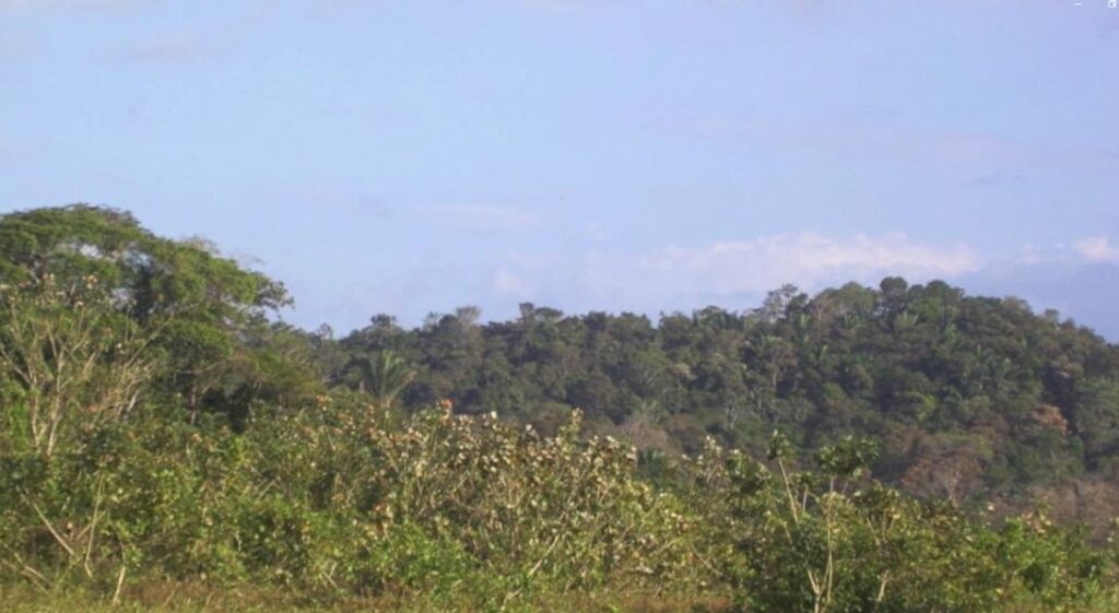 Finca-En-Venta-Terreno-Limon-Colon-Panama-5