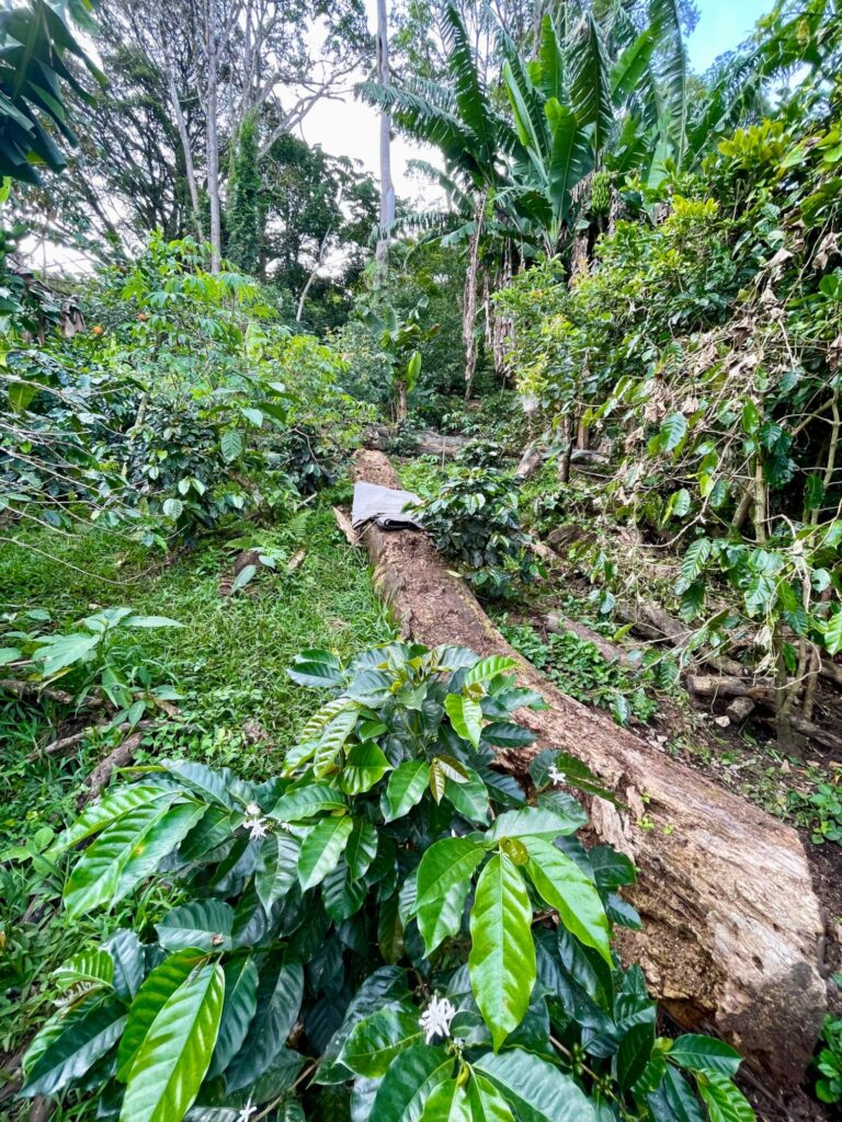 Chiriqui