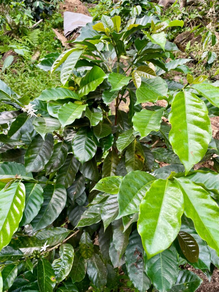 Panamá