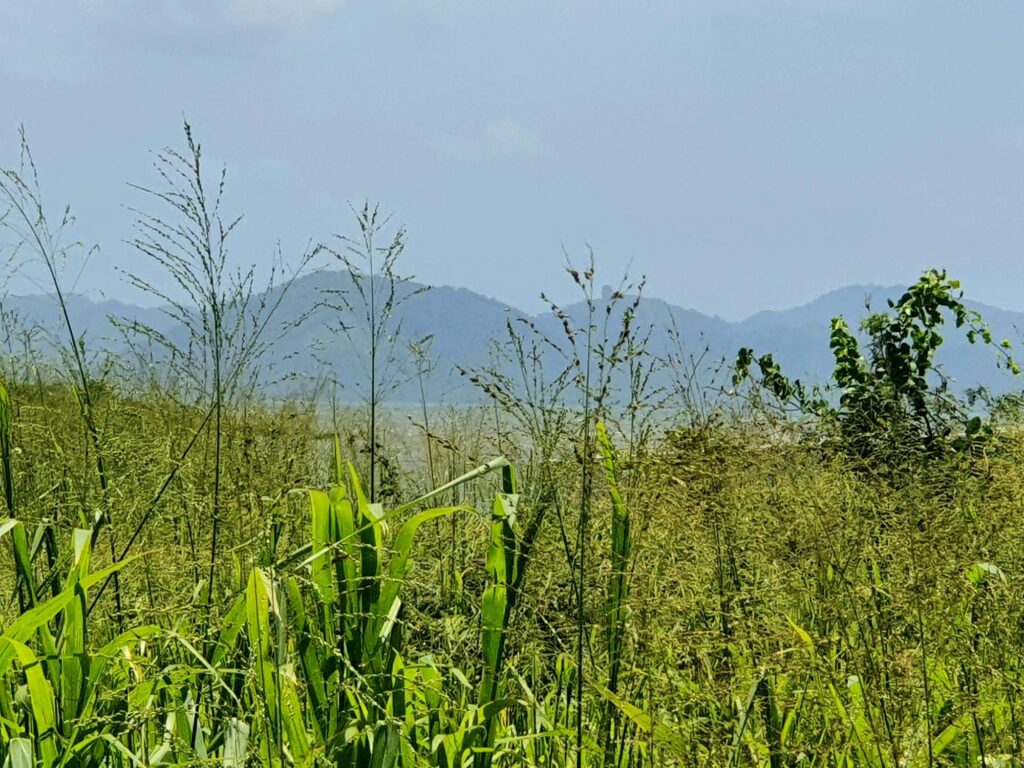 Panamá Oeste
