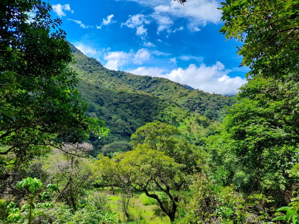 2.1 Hectare Farm for Sale in Casita Pied