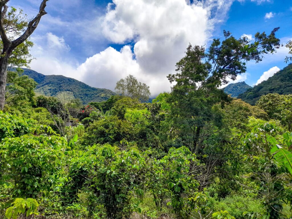 Chiriqui