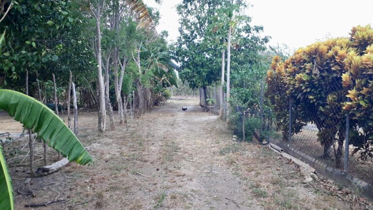 LOT IN CHAME