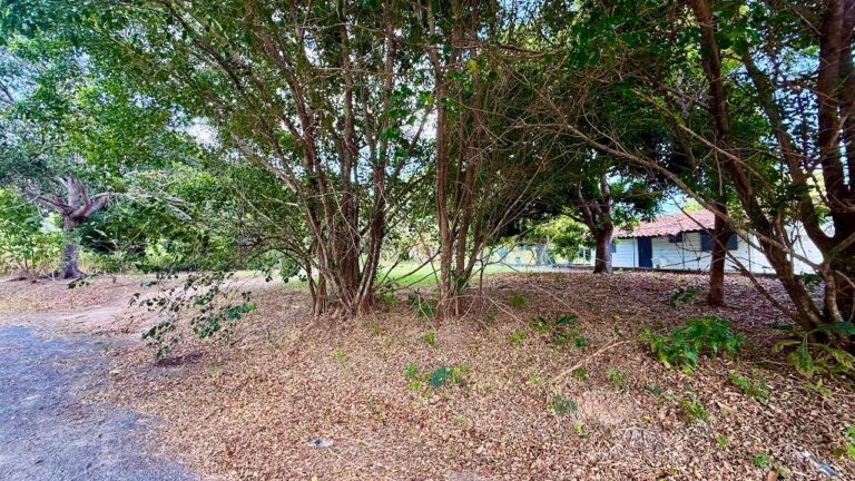 LOTE 516