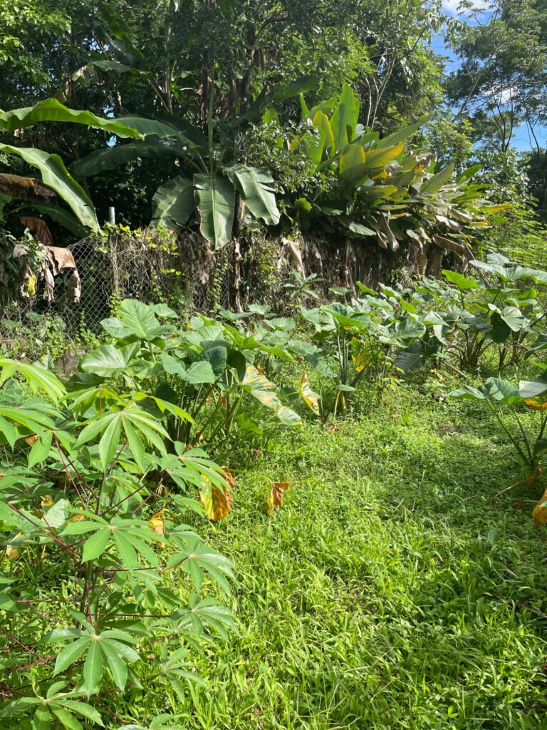 Lot Tijeras Boqueron