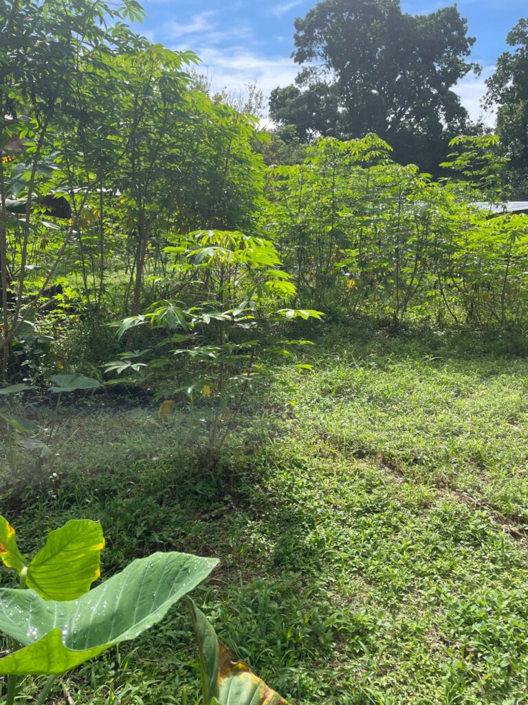 Chiriqui