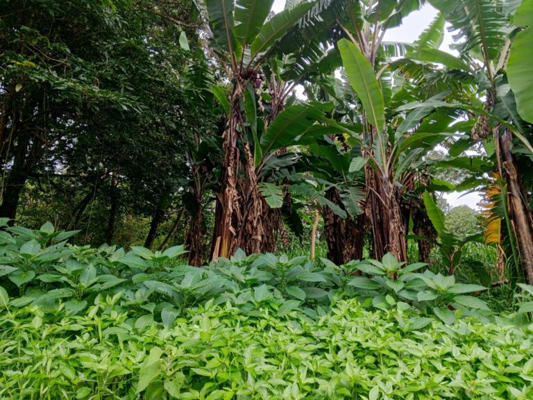 Chiriqui