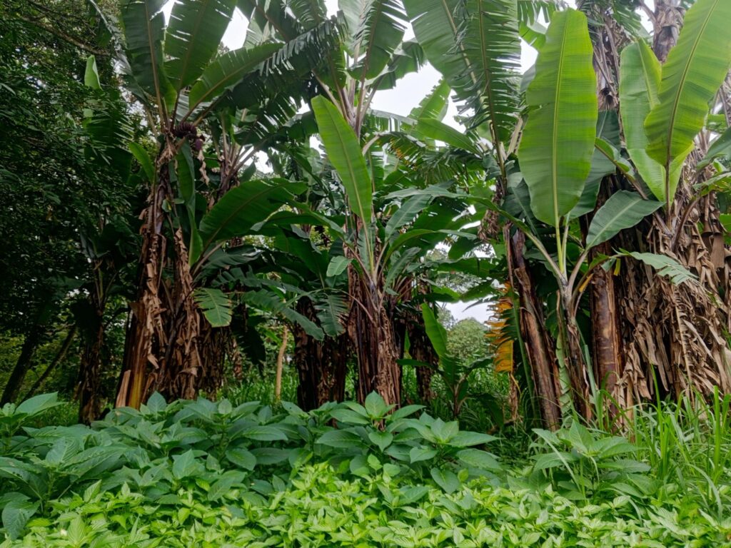 Panamá