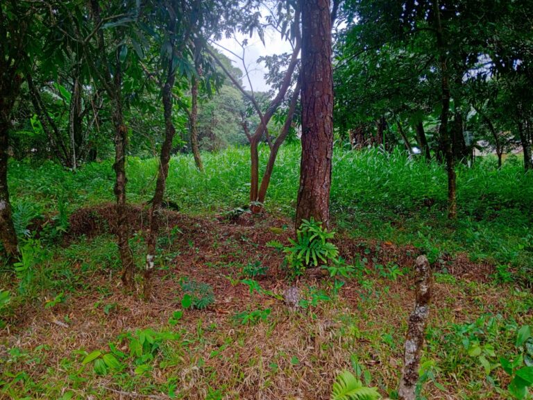 Terreno En Venta
