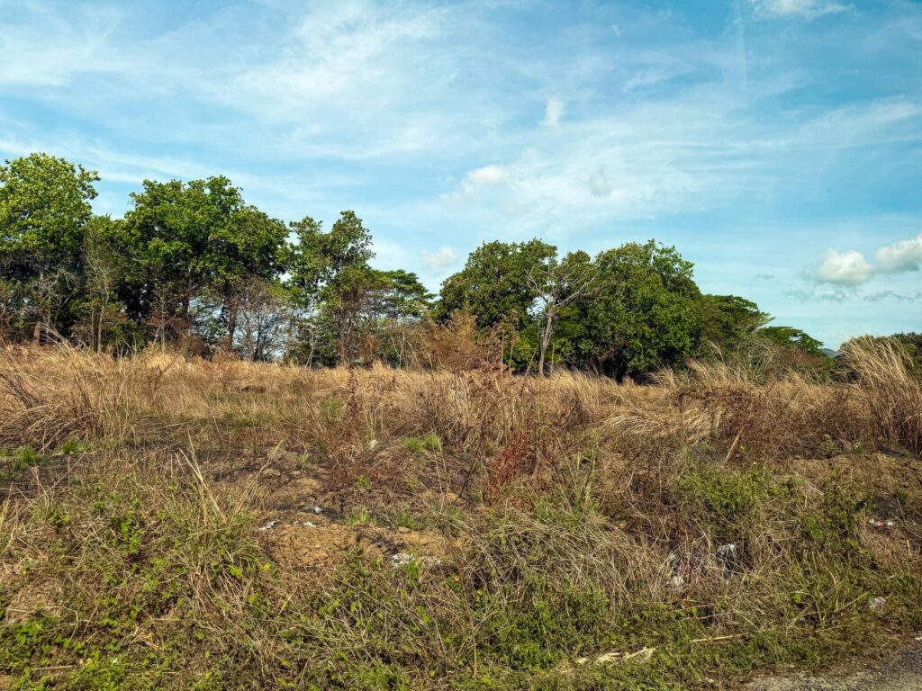 Pacora